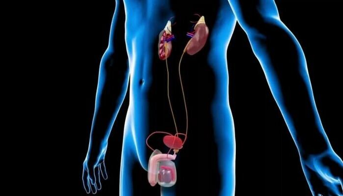 Vīriešu uroģenitālā sistēma ar prostatas anatomisko atrašanās vietu
